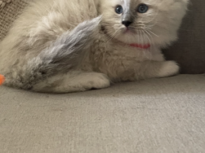 Blue Bell - Ragdoll - Gallery Photo #1