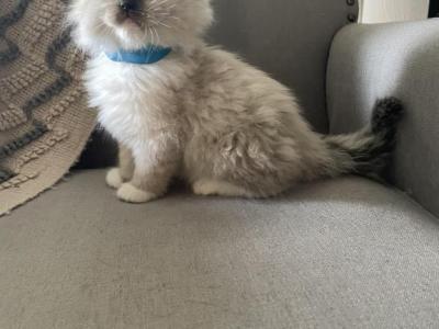 Seal - Ragdoll - Gallery Photo #1