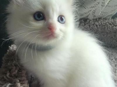 Bicolor Females - Ragdoll - Gallery Photo #1