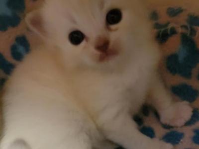 Mink Kittens - Ragdoll - Gallery Photo #1