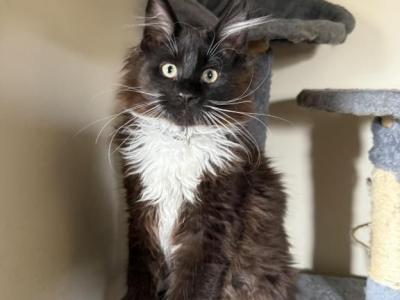 Mix Kitten Litters - Maine Coon - Gallery Photo #1
