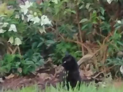 Blackest Black - American Shorthair - Gallery Photo #1