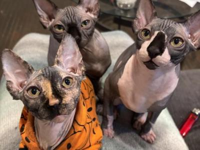 Sphynx Kitty - Sphynx - Gallery Photo #1