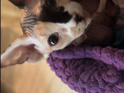 Calico Sphynx - Sphynx - Gallery Photo #1
