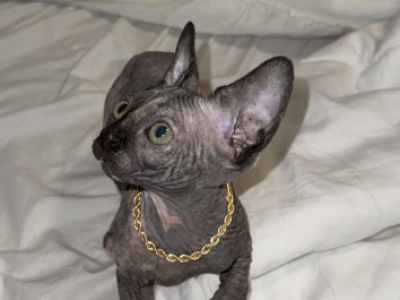 Tortoiseshell Kitty - Sphynx - Gallery Photo #1