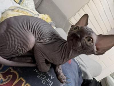Male Sphynx Available - Sphynx - Gallery Photo #1