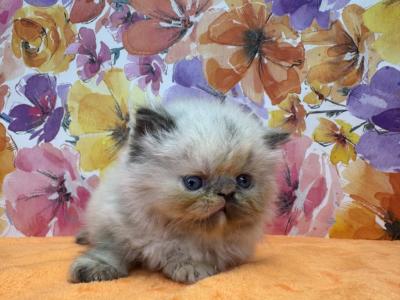 Daisy Litter - Persian - Gallery Photo #1