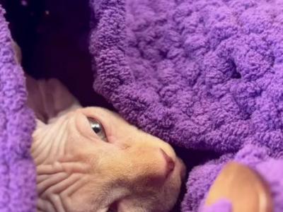 Sphynx Litter Ready To Go - Sphynx - Gallery Photo #1
