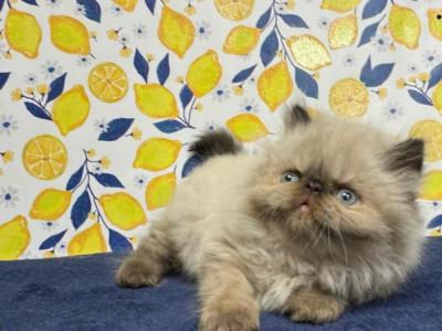 Chicky Litter - Himalayan - Gallery Photo #1