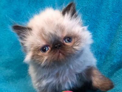 Persian - Persian - Gallery Photo #1