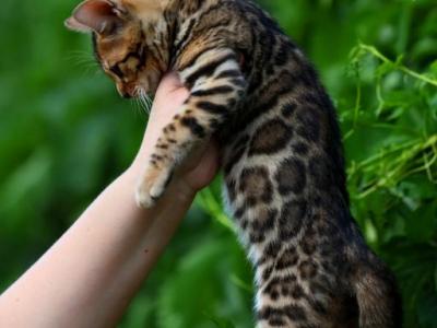 Simba - Bengal - Gallery Photo #1