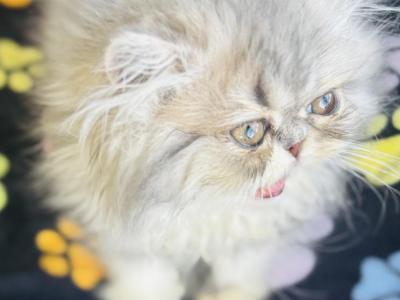 Jupiter - Persian - Gallery Photo #1