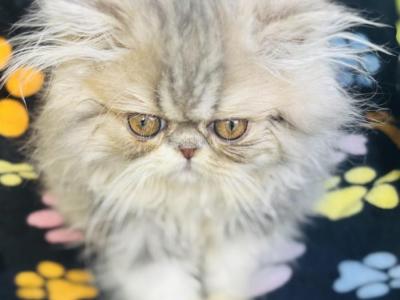 Jupiter - Persian - Gallery Photo #1