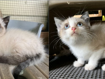 Siamese Kittens - Siamese - Gallery Photo #1