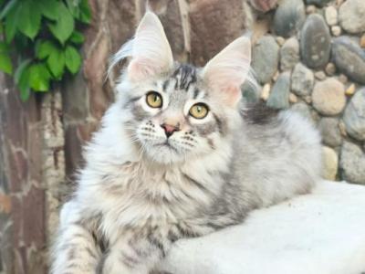 Martin - Maine Coon - Gallery Photo #1