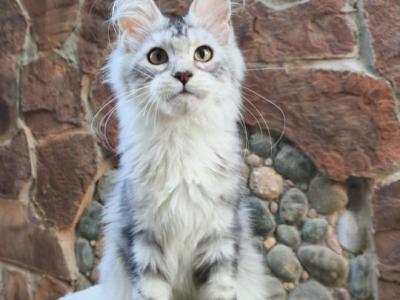 Evrick - Maine Coon - Gallery Photo #1