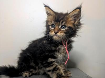 Zara And Romeo - Maine Coon - Gallery Photo #1