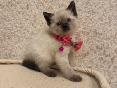 Siamese Kittens - Siamese - Gallery Photo #1