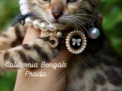 Prada - Bengal - Gallery Photo #1