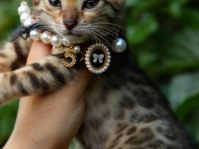 Prada - Bengal - Gallery Photo #1