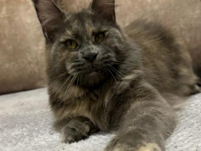 Assol - Maine Coon - Gallery Photo #1