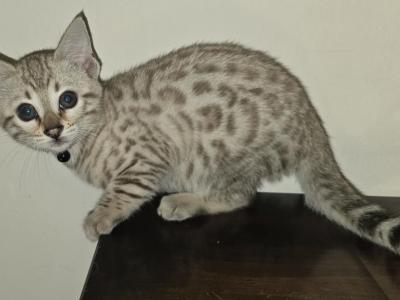 Female Snow Bengal Kitten - Bengal - Gallery Photo #1