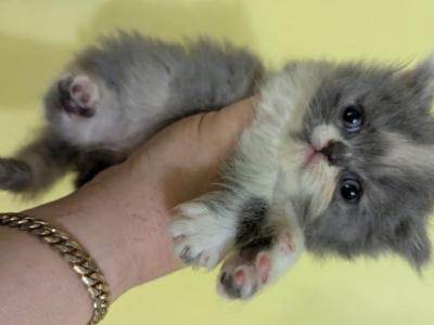 Persian Kittens For Sale - Persian - Gallery Photo #1