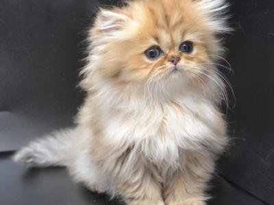 Blue Golden Persian Kitten For Sale In Wisconsin - Persian - Gallery Photo #1