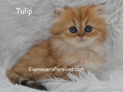 Petunia - Persian - Gallery Photo #1