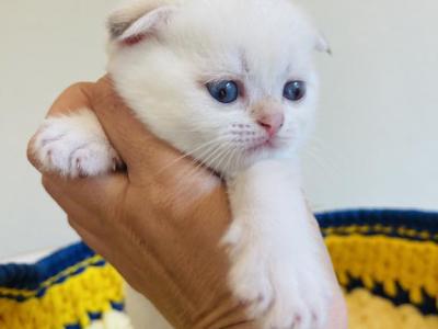 INDIANA JONES - Scottish Fold - Gallery Photo #1