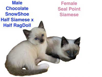 Siamese & Also Siamese X RagDoll Kittens - Siamese - Gallery Photo #1