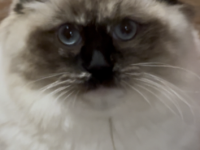Tortie Female - Ragdoll - Gallery Photo #1