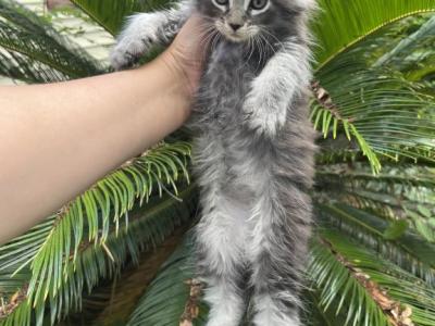 The Fluffiest Teddy Bear Of A Girl - Maine Coon - Gallery Photo #1