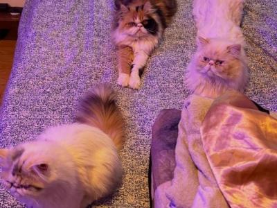 Wednesday And Mclovin Bundle Of Love Ready For Lov - Persian - Gallery Photo #1