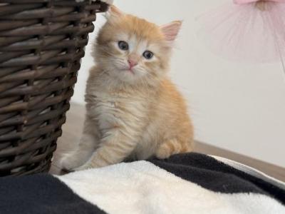 Kitty Male - Siberian - Gallery Photo #1