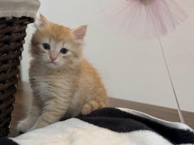 Kitty Male - Siberian - Gallery Photo #1