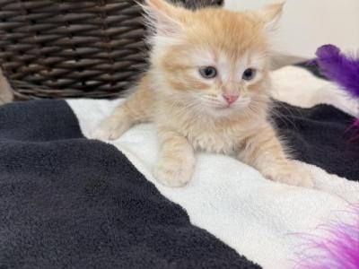 Kitty Male - Siberian - Gallery Photo #1