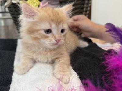 Kitty Male - Siberian - Gallery Photo #1