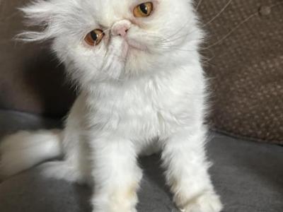 White Persian Cat Female - Persian - Gallery Photo #1