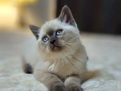 Сappuccino - British Shorthair - Gallery Photo #1