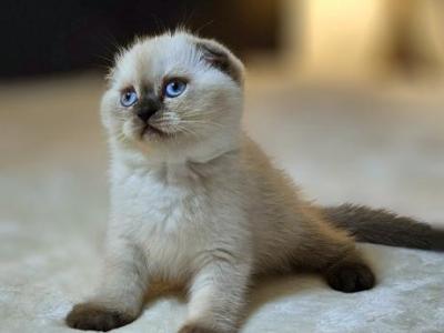 Chloe - Scottish Fold - Gallery Photo #1