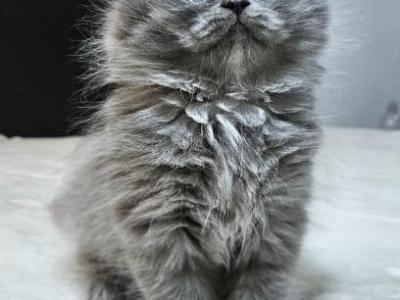 Fluffy - Scottish Fold - Gallery Photo #1