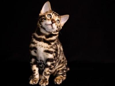 Fashion Kitties - Bengal - Gallery Photo #1