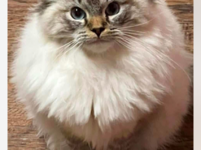 Male Stud Available For Purchase - Ragdoll - Gallery Photo #1