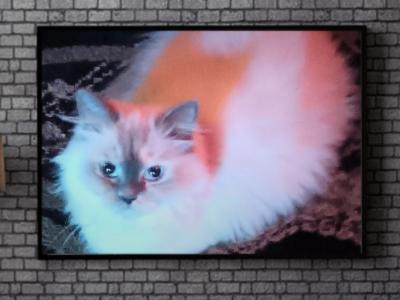 Persian Ragdolls - Persian - Gallery Photo #1