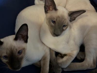 Moss Creek Litter 6 Kittens - Siamese - Gallery Photo #1