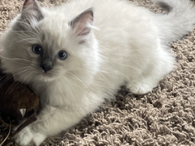 Doby - Ragdoll - Gallery Photo #1