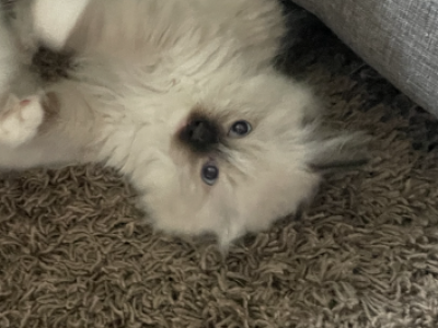 Tally - Ragdoll - Gallery Photo #1