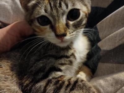 Calico Bengal Kittens Available For Adoption - Bengal - Gallery Photo #1