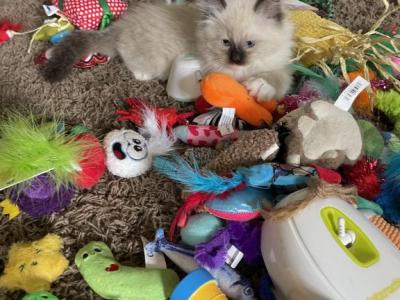 Litter Cinder - Ragdoll - Gallery Photo #1